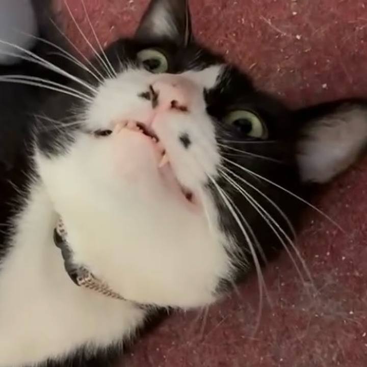 7681d5c7 8bcb 47a5 b349 0b44c1bfcee2 1759116015024