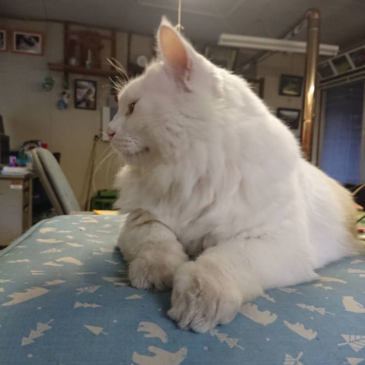 768a491c 8f85 4412 b89e b3e5c5860f8c 1570141613198