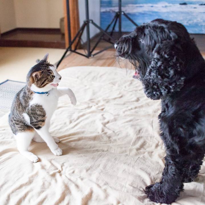 768a525d 1268 4146 8f42 c9189d7ed9a7 1562478274540