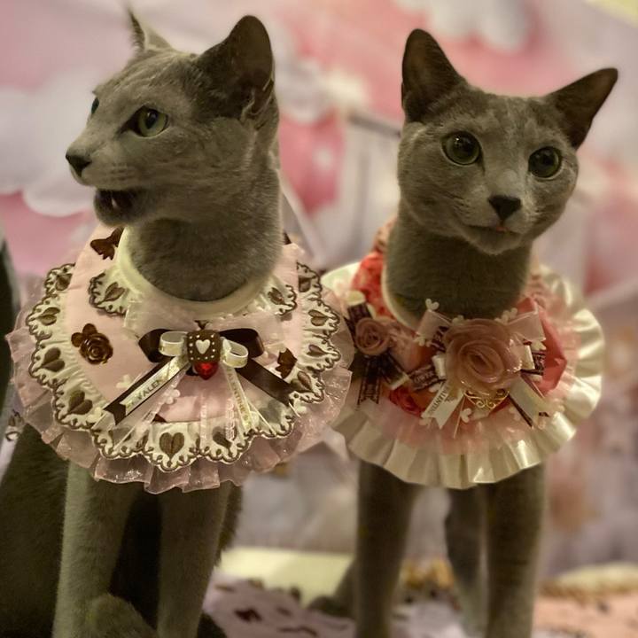 768c00c4 178d 407e 93cd 6c86002fab05 1676378623338