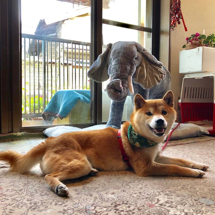 768ce231 a289 4ea0 bb47 e18e24efd78b 1524833495559