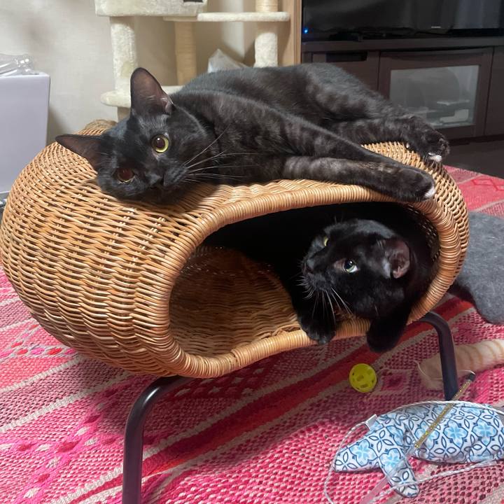 76907435 d67f 4c8d b66e e4e2b19e889f 1760587052628