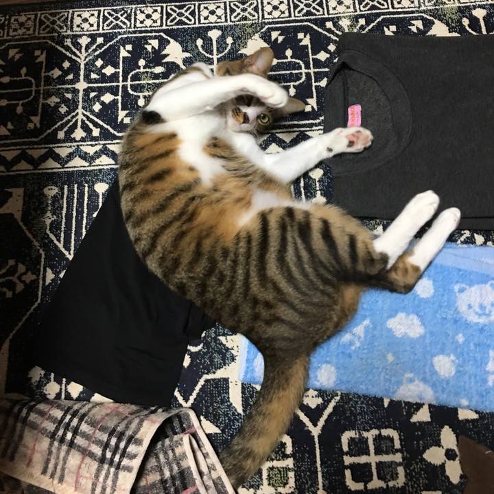 7693c03b 3b58 4e30 92c4 161fa12a7849 1543756889161