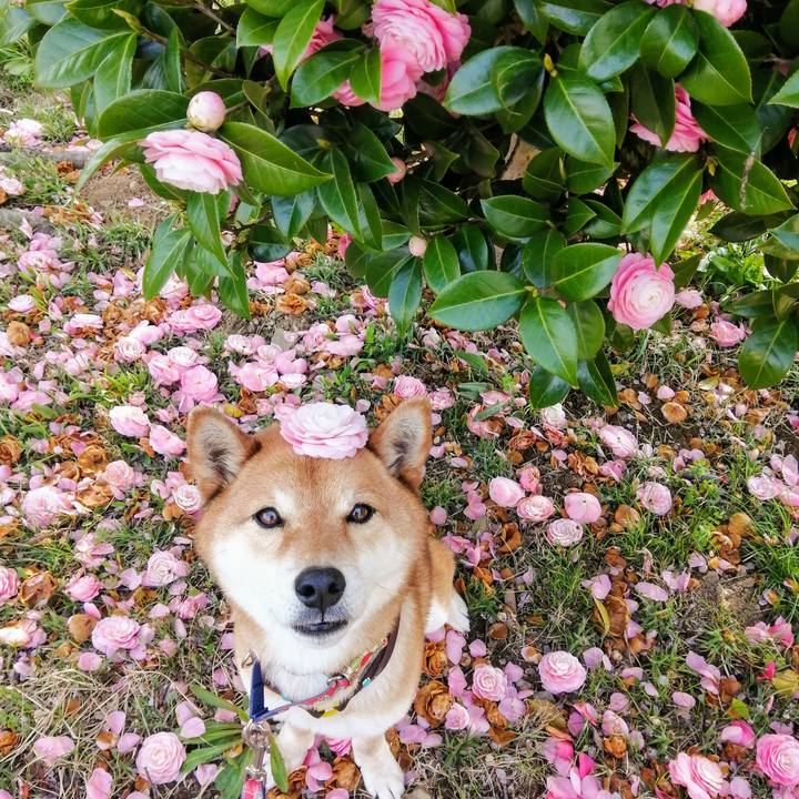 76948174 e05f 4b3a 9a4f b9d2e33467ad 1585811615813