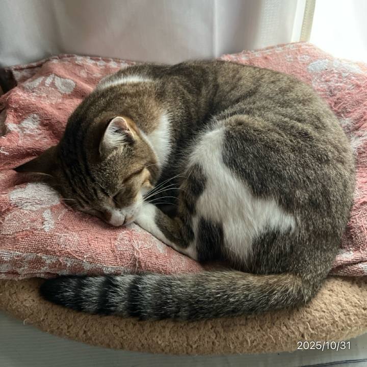 769901bc 62ba 4a33 8fc6 2bec430c9bc0 1761861664228