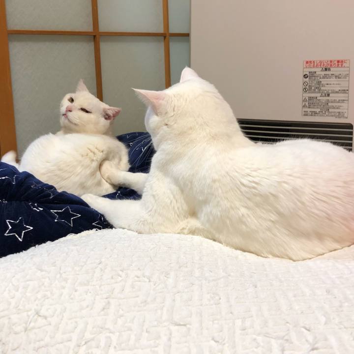 769e2233 c786 4b44 8ea0 531c74eb788e 1551871350350