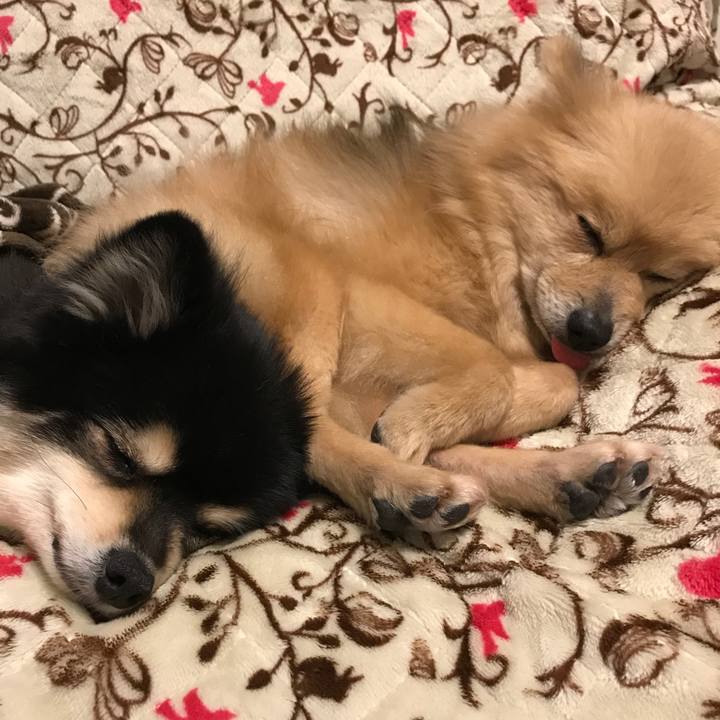 76a21e86 0f09 428a 9d43 ec38dce3dcc7 1554311741046