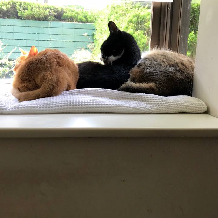 76a660c1 094b 4b06 9644 81536c2253c4 1526980107913