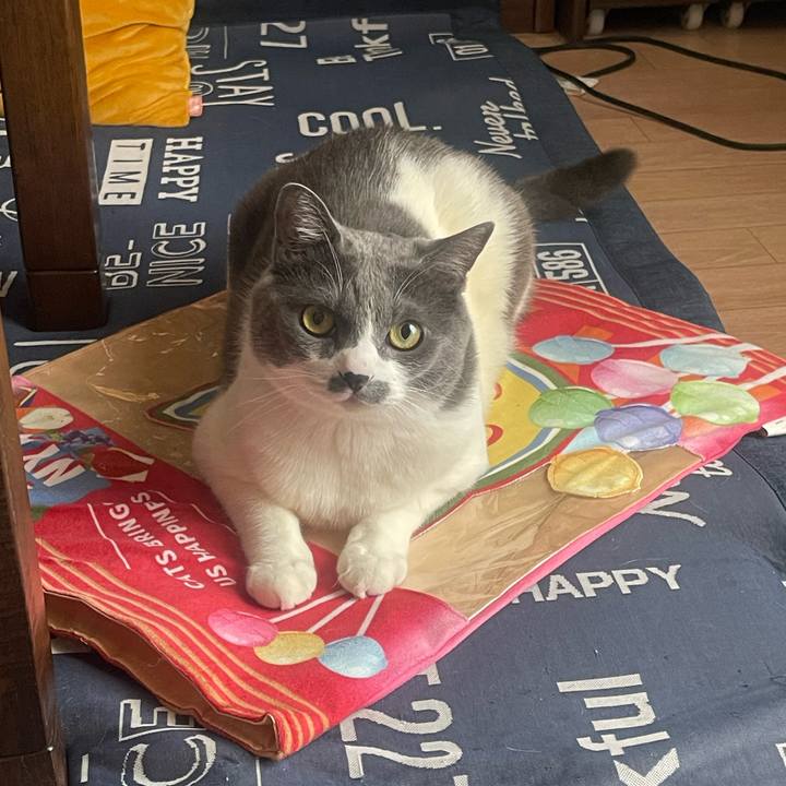 76ac12a4 adcc 4319 9e53 966036e1e0c8 1747696537701