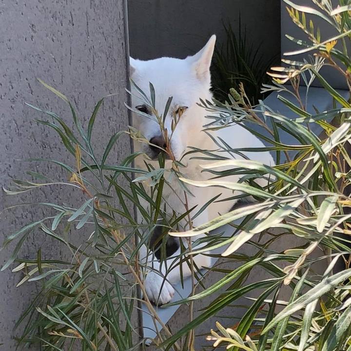 76af484e 1c67 465a 87a8 8b6c0b2378e4 1584935829922