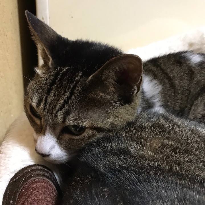 76afd012 a227 4a77 8cd5 74e8874f141f 1508895491080