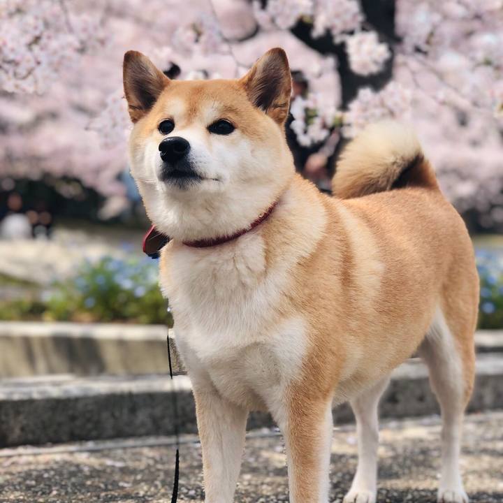 76b231e0 7c1f 4023 ac6c 5acfd94407b9 1554629935360