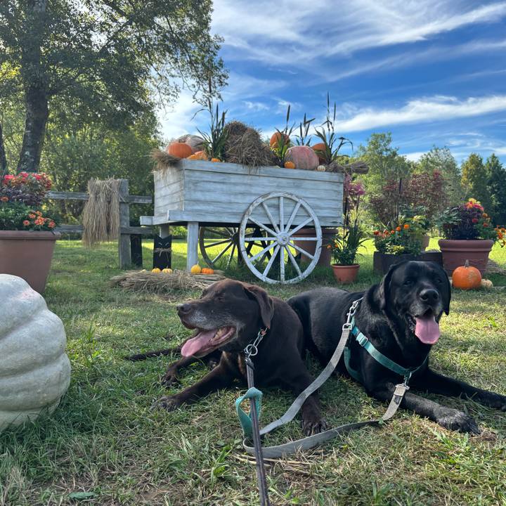 76ba45bb 6949 4a9d 90c5 d071db860fe4 1760613863630