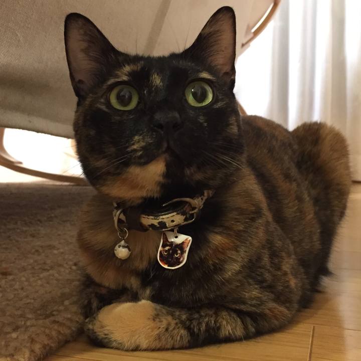 76ba7f48 e369 4ac9 b920 3518c23fa39d 1517286307106