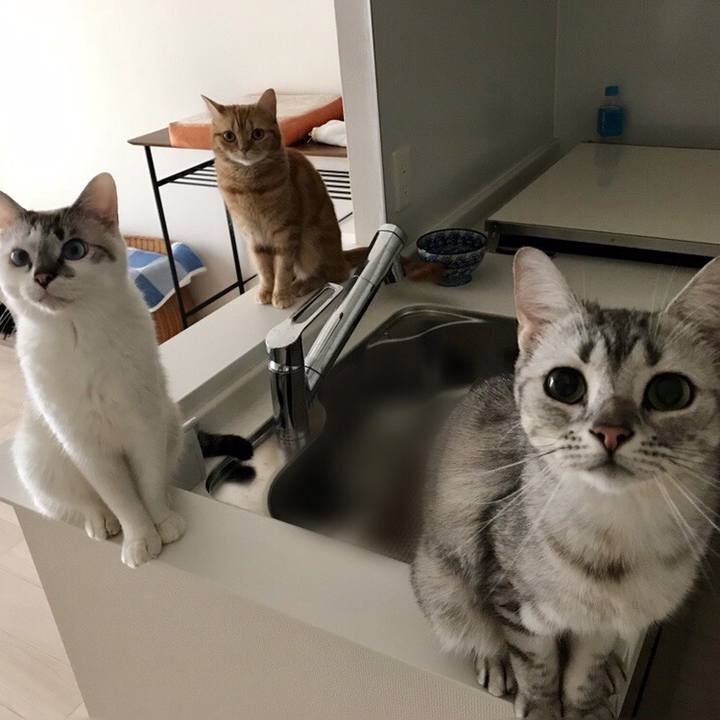 76bab832 8c56 413f ad52 ff99bb7ed29b 1529367697922