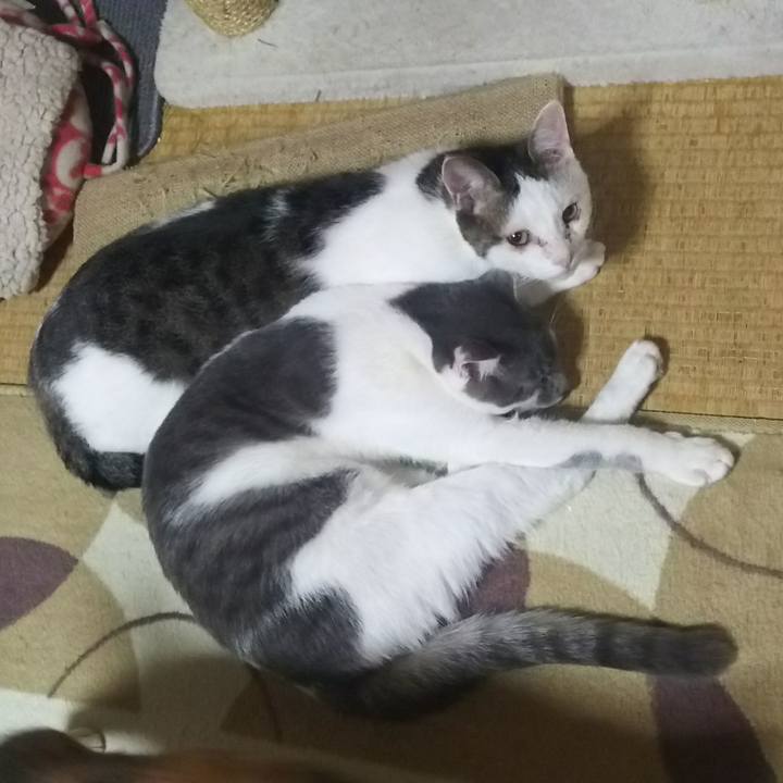 76cb407e ba96 426e 99f6 a4824a9e1863 1512574135476