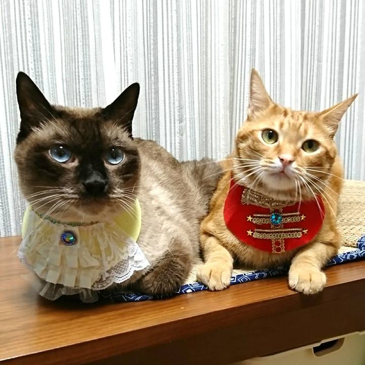 76ccfa77 cdbe 4bbe 88b2 f9b009a003f0 1533042187154