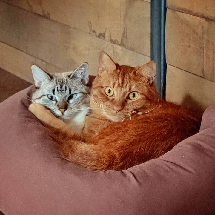 76ce338a 6a0a 47fe 9dfe 724f890f07c3 1762661694232