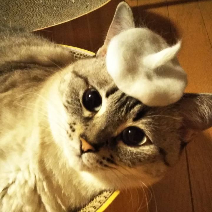 76d42296 e245 4654 931c e8258e3da503 1596032607543