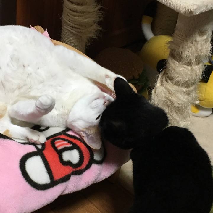 76d4b94e 5538 41ce acd4 f76908e75341 1550288426472