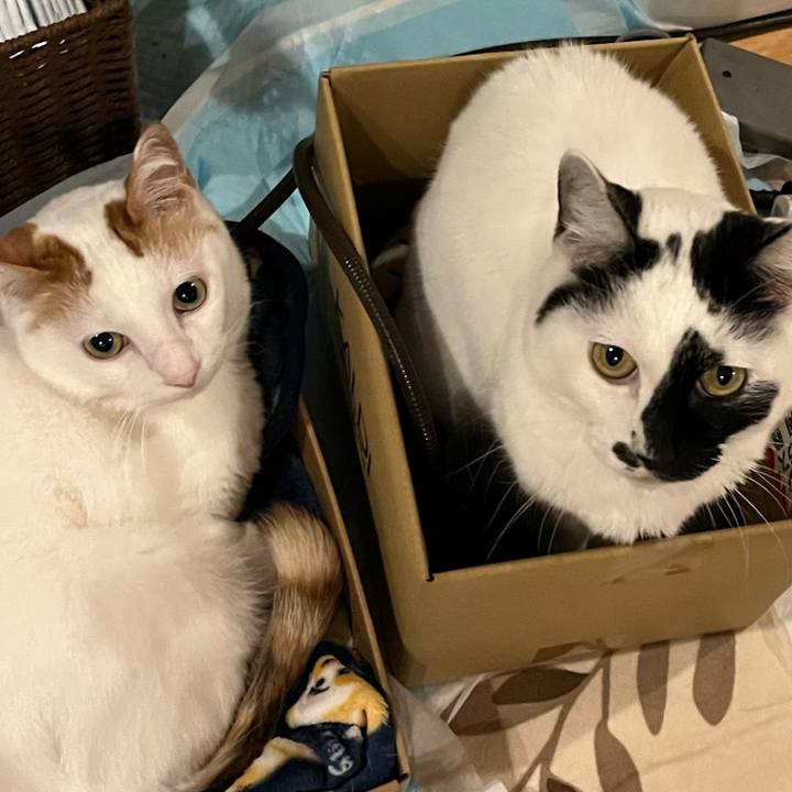 76d56009 95d3 4e53 804c 8cc55c06f9e4 1766235944402