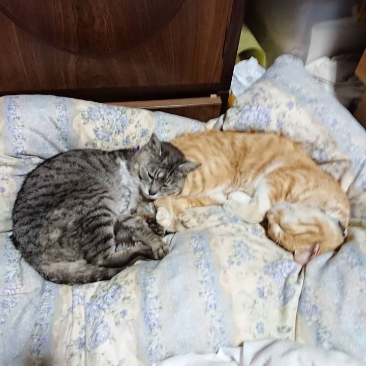 76d6e371 54ca 49c5 85a2 c00c64a08ad7 1590839849428