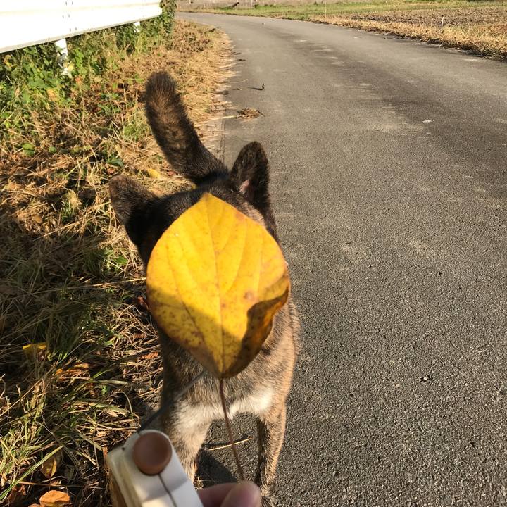 76d7cc16 67a9 451e 8712 2dc57163db94 1540421197796