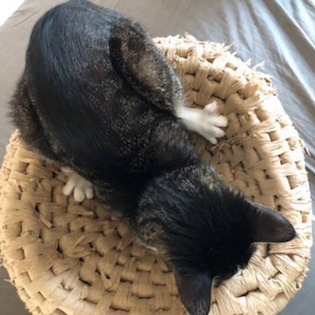 76e35658 87f8 4dd2 85f6 6f85bd36d91c 1529725767130