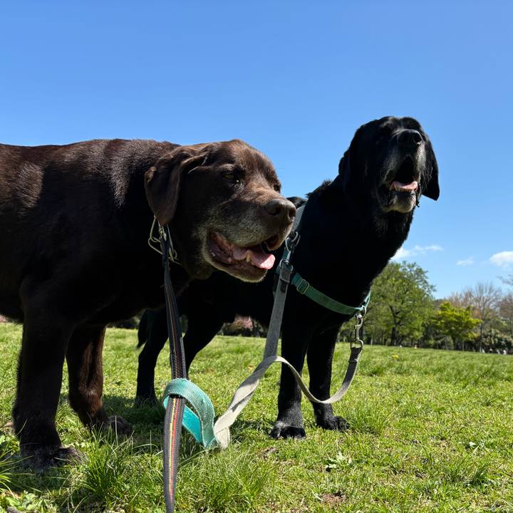 76e5090a 1f7a 42d9 827a d13d6a3f46ff 1775913819535