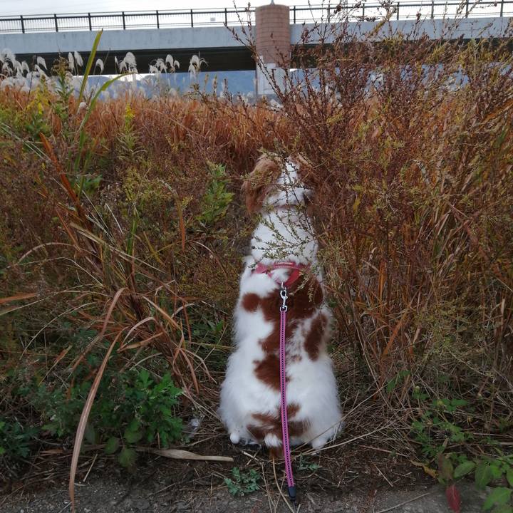 76ea8e15 af21 4398 814e e6267aa8e28e 1606262066335