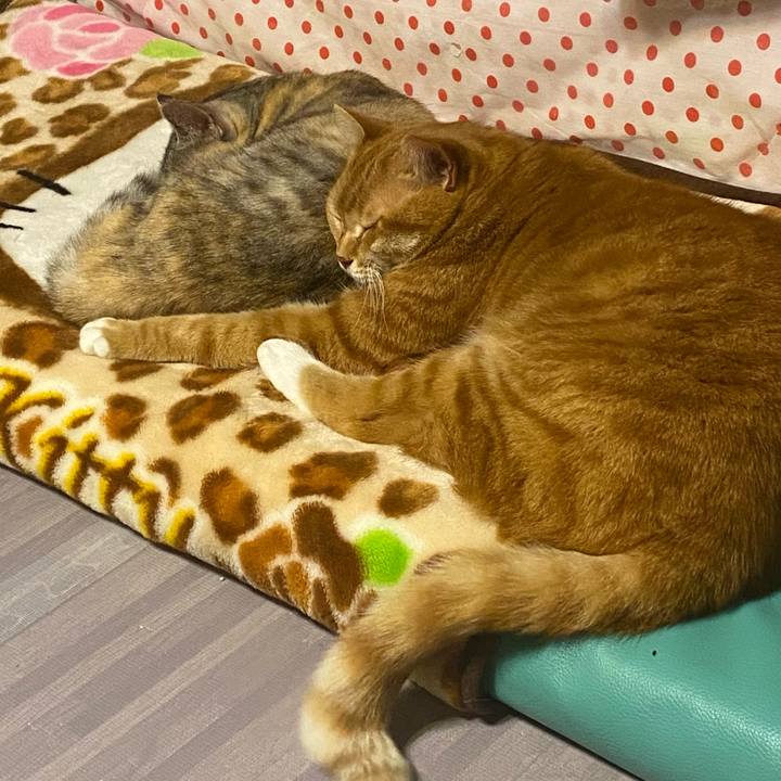 76ecaf00 429c 4457 b717 739b791e4997 1617461681523