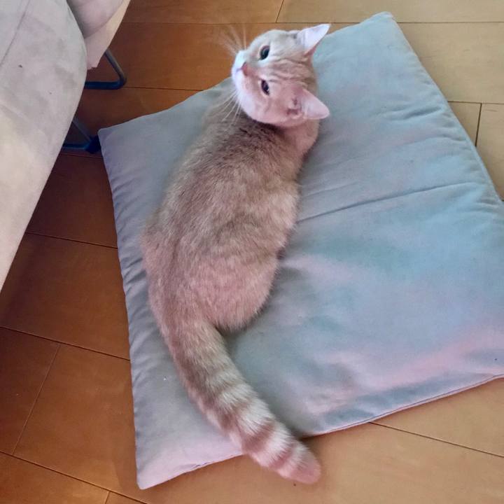 76ee852c ead5 4c96 9066 3a205a5ef824 1517387280142