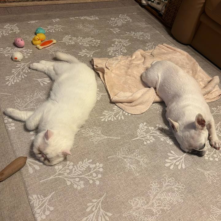 76f05b83 7721 47c6 ac87 b916500e671f 1749294714217