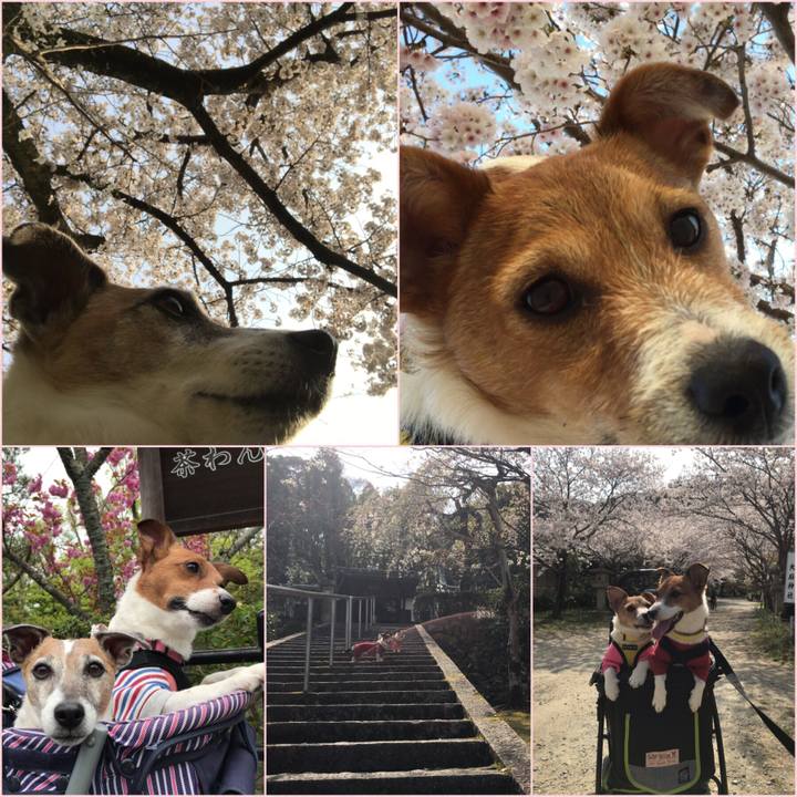 76f886c1 fe1d 43f2 945e 151a04b20597 1554856010434