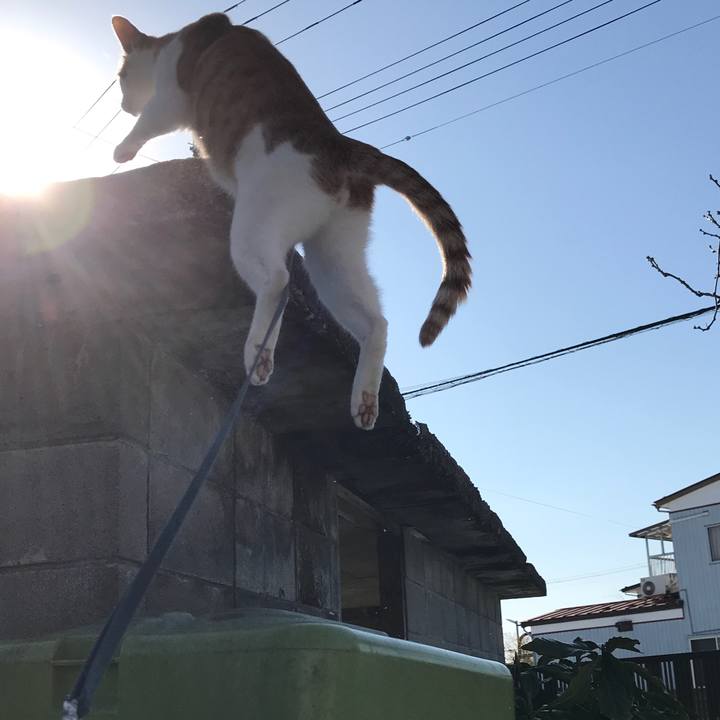 76faab00 7f33 4e5e 9f2a a812e1b9637e 1517461027589