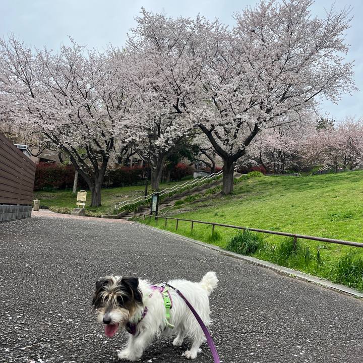 76fac30c 194a 4495 9b14 b7f80498220c 1775389458159