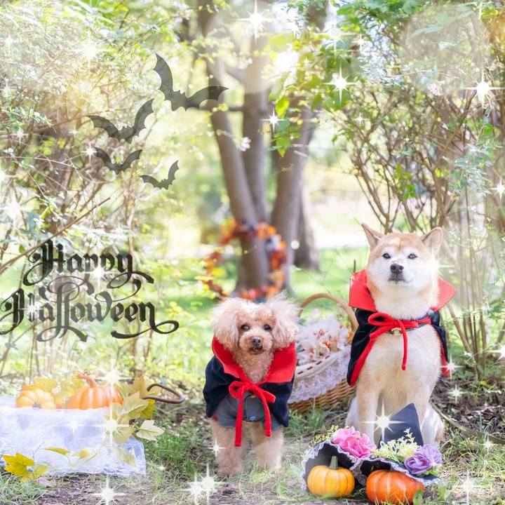 76fb2869 282a 49f9 bcf5 531adb4b3bd3 1604138499174