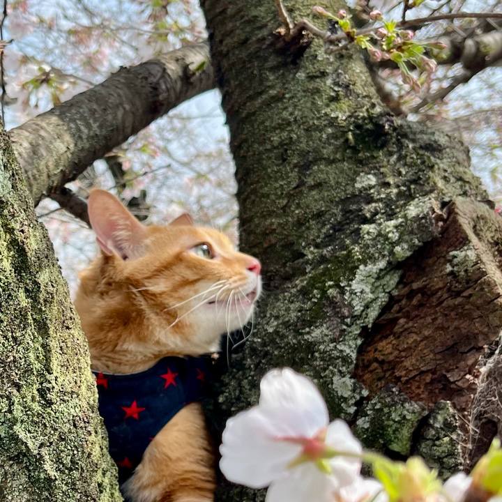 76fb6610 5cc2 45be 8d6a 79423720ade3 1711869592903