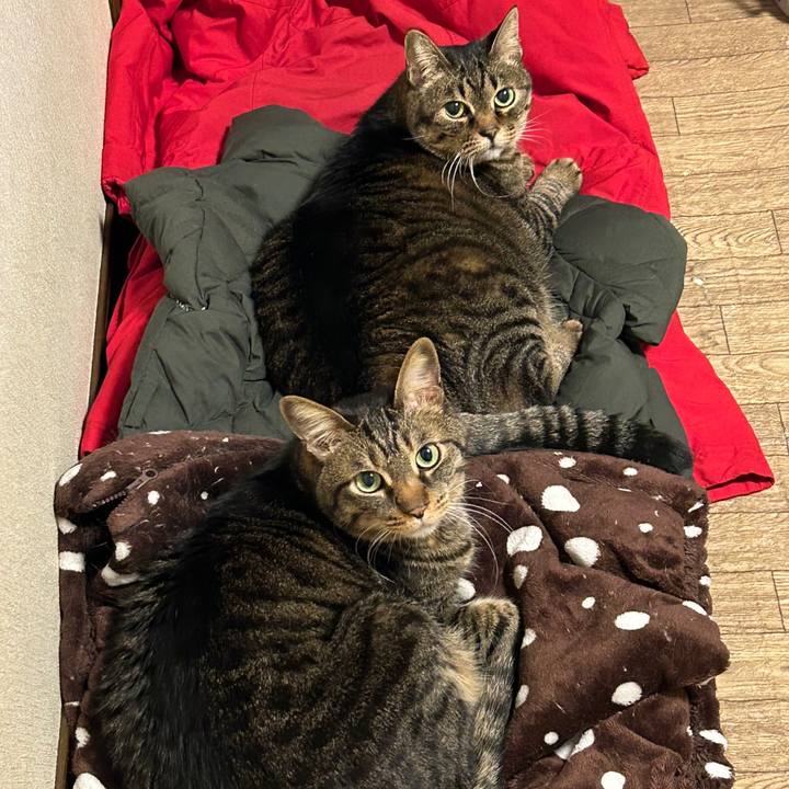 77023820 418e 45b2 8bc6 582fd0c8bc4a 1680784045523