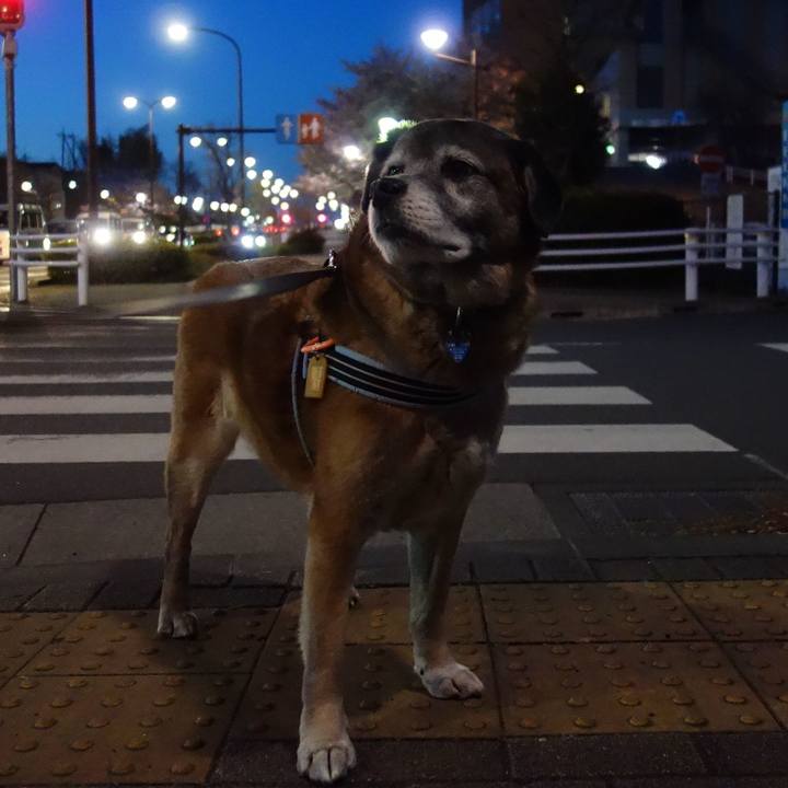 770365f3 0ee2 4b9d 9fc0 e1fdcc49b26f 1554808122286