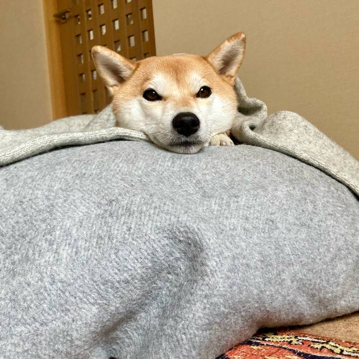 77066b8b dc14 457d 999b abd9c6f3cd60 1734743297835