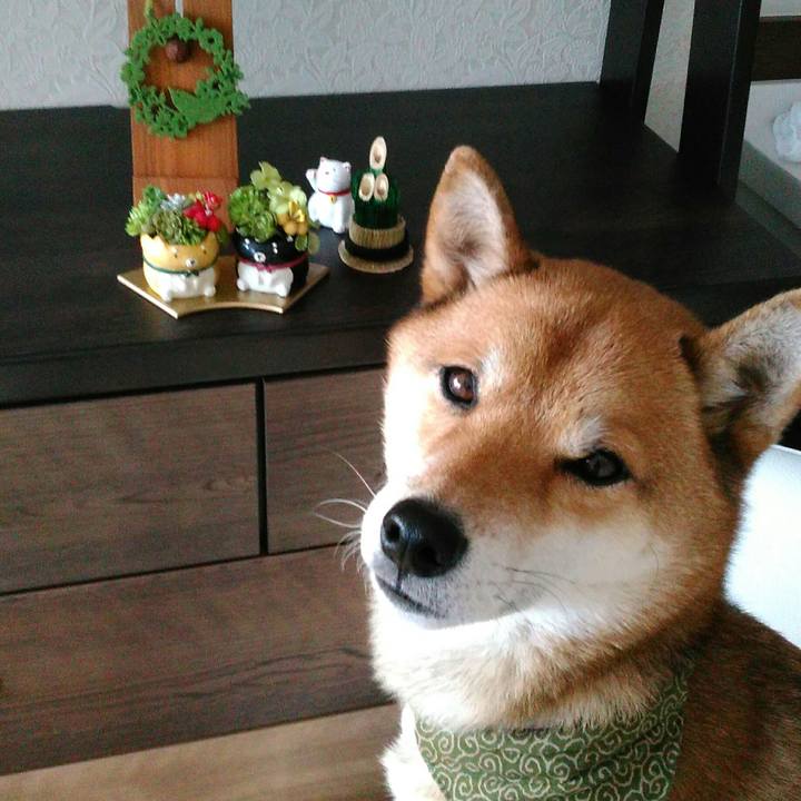 7708ce2b 8473 4b73 9bbc d45dbe789220 1513916861309