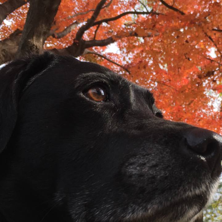 77097e72 bcc2 482c 9879 6fe4713309cf 1511832697161