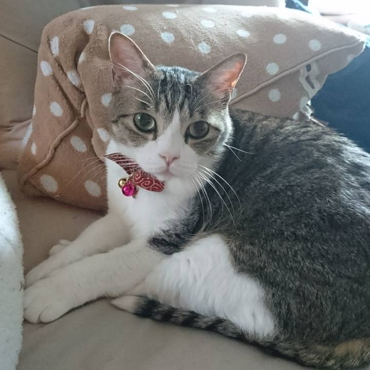 770c1bac 2c04 43fd a55c 768bacd833c1 1527373838579