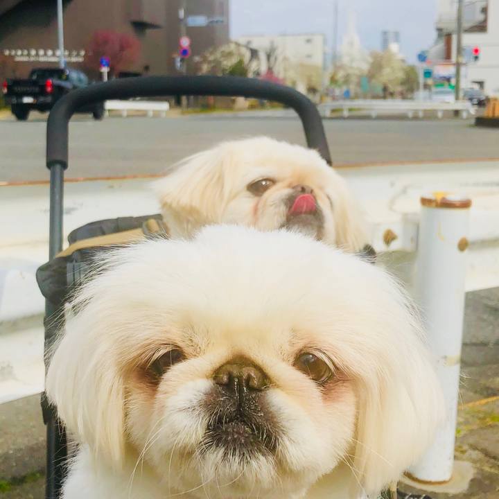 771856a1 774d 405f bf09 94d9db7d77f0 1584253291866