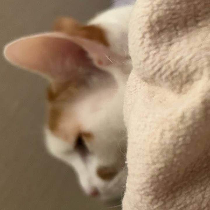 771968c0 0bb4 4ad1 81c2 f518affbef09 1761667599104