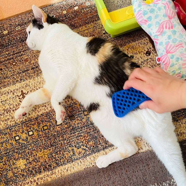 771b05a5 9162 4011 b23d c31cf653fd3a 1619576624989