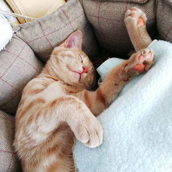 771bce40 c03a 40cf 92c5 f1e44c23b58c 1544848690718