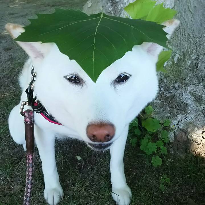 771d7890 fa5c 43dd 9504 5e184fd2c13b 1529633318343