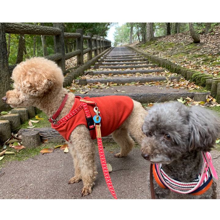 771ef44e dc21 4397 812d 4bd0028743e3 1586920027531